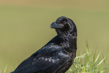 Cuervo común (Corvus corax)