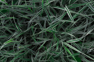 Ornamental sedge, a beautiful natural background