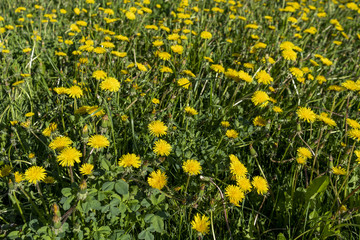 Meadow covered with yellow dandelions