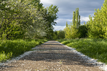 The road in the spring garden.Spring atmosphere
