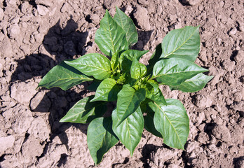 Young Pepper (Capsicum annuum) plants