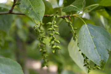 Green poplar earrings (buds). The concept of Allergy