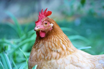 mirada de la gallina