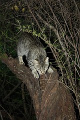 felino de caza en el monte