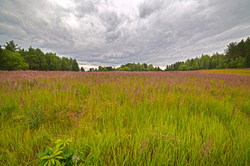 Fototapeta na wymiar Summer landscape with a field growing on it epilobium.