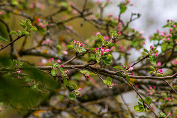 flowers in the garden