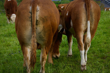 An interesting and creative photo with the rear of a cow on a farm, the butt of a cow.
