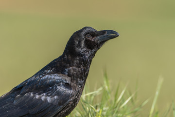 Cuervo común (Corvus corax)
