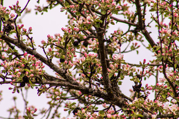 flowers in the garden