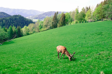 Wild deer in the forest. Beautiful deer with horns in the zoo.