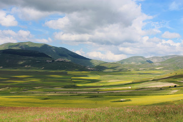 red poppies during the summer flowering of Castelluccio di Norcia  in the italian countryside