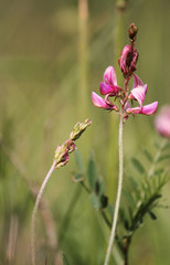 pink flowers in summer