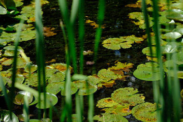 Green water lilies and reeds in a small pond - Powered by Adobe