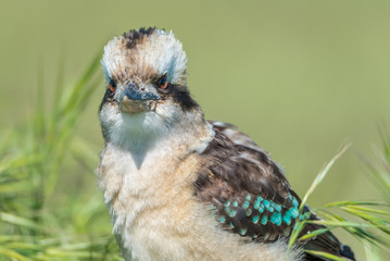 Cucaburra común (Dacelo novaeguineae)