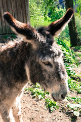 Beautiful donkey in the zoo. Donkeys on a farm in Austria.