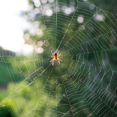 Spider on a web close up on a blurry green background in the sun.