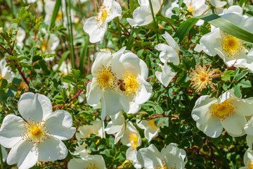 White rosehip flowers of a bush on a sunny day with grass background. Wild dogrose with green leave. Greeting card copy space for text.Healthy drinks, herbal boosting immune system,health care concept