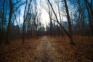 Obraz premium Forest walks