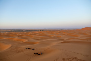 Fototapeta na wymiar A caravan of camels resting. Desert in Morocco.