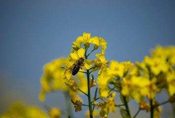 
Spring yellow field