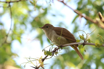 Nachtigall - Luscinia megarhynchos