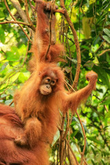 Naklejka premium Baby Sumatran orangutan next to its mother n Gunung Leuser National Park, Sumatra, Indonesia