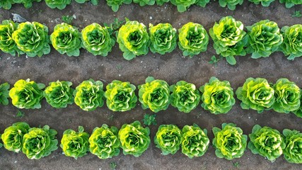 Aerial view of lettuce garden in field.  Vegetable garden