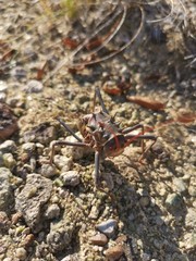 dragonfly on the rock
