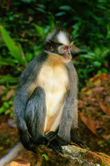 Thomas leaf monkey sitting on the ground in Gunung Leuser National Park, Bukit Lawang, Sumatra, Indonesia