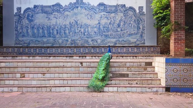 Blue Peacock Walking In A Park
