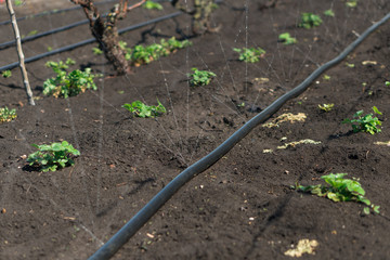 Water jets oozing from a watering hose