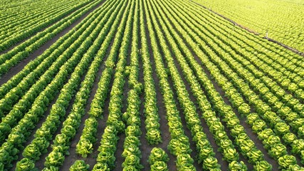 Lettuce garden in field.  Vegetable garden. Growing lettuce.