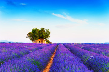 Old house in lavender field at sunset near Valensole, Provence, France. Selective focus. Beautiful...