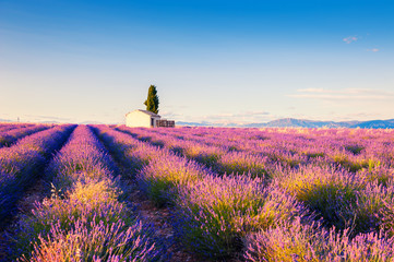 House in lavender field at sunset near Valensole, Provence, France. Selective focus. Beautiful...