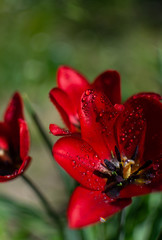 
Beautiful flowers grow in summer