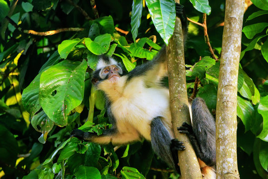 Thomas leaf monkey (Presbytis thomasi) sitting in a tree in Gunung Leuser National Park, Bukit Lawang, Sumatra, Indonesia