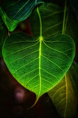 close up of green leaf