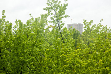 Fototapeta premium Young green maple leaves in the spring covered in rain drops.The wind blows. House under construction in the background