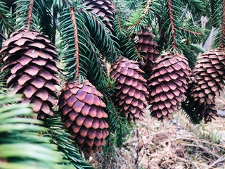 pine cones