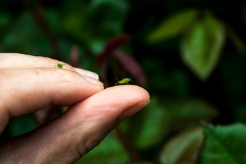 A female gardener examines a plant infected with aphids. Green aphid on hand.