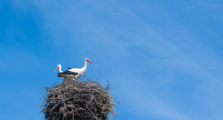 Two storks sit in a nest against a background of blue sky and clouds.