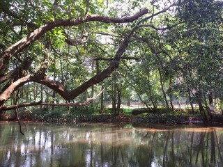 reflection of trees in water