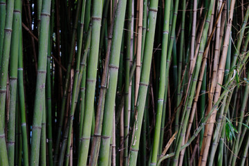 Fine details in a small bamboo forest patch