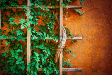 Thick vines growing on a wood trellis against a orange stone wall © Jorge Moro