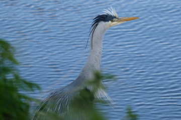 Grey Heron (Ardea cinerea), Lagan River, Belfast, Northern Ireland