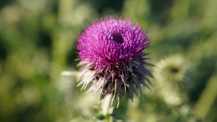 An purple flower in nature. Close up shot.