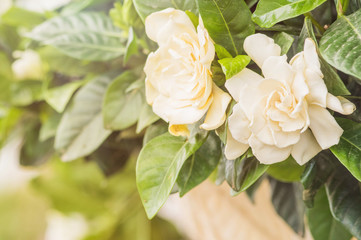 Summertime. close up of jasmine flowers in a garden