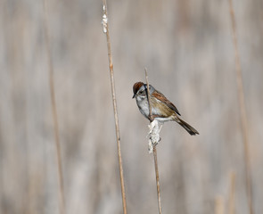 Swamp Sparrow on cattail in marsh