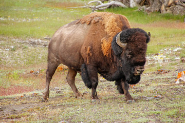 Male bison walking in Yellowstone National Park, Wyoming © donyanedomam