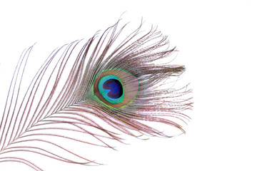 Obraz premium peacock feather on white background